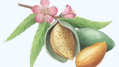 Probiyotiğin doğal kaynağı: Çağla meyvesi