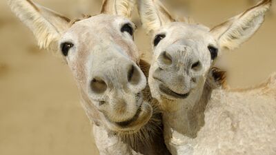 Kirpiklerinizi cevizle besleyin