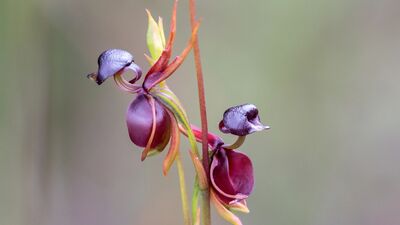 Çeşit çeşit orkideler...
