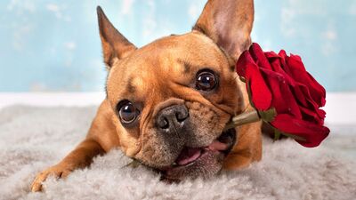 Yorgun gözlerinizde güller açsın!