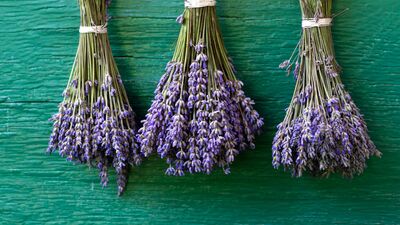 Rahatlamak için lavanta koklayın