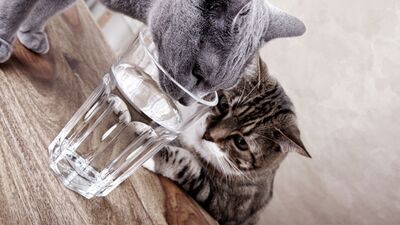 Yeterince su içmediğinize dair 13 işaret