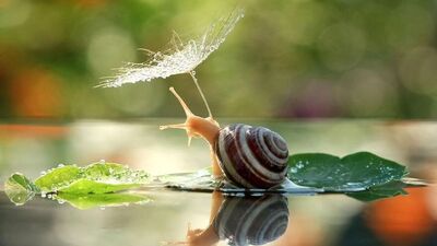 Bitkileri şemsiye olarak kullanan hayvanlar