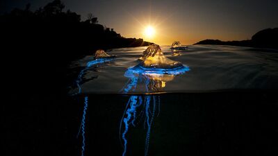 Dalgaların altında yatan güzellikler