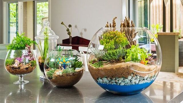 Terrarium nasıl yapılır?