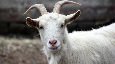 İnatçılığa dikkat!