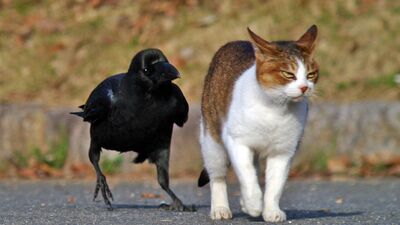 En komik kedi caps'leri