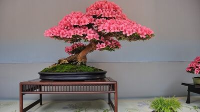 Pembe bonsai ağaçları...