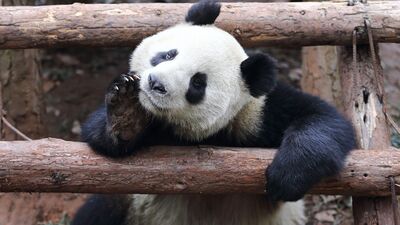 Bugün düşüncelerimiz biraz karışık...