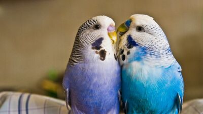 Bugün neşeli, esprili ve aşk doluyuz!