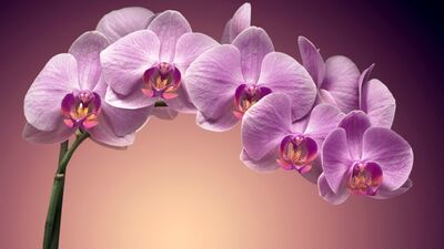 Orkide bakımı nasıl yapılır?