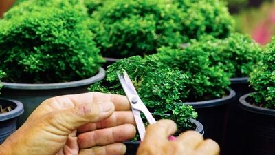 Bonsaiye nasıl bakılır?