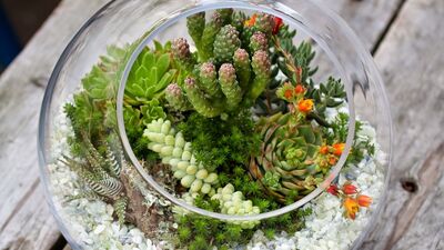 Sukulentin bakımı nasıl yapılır?