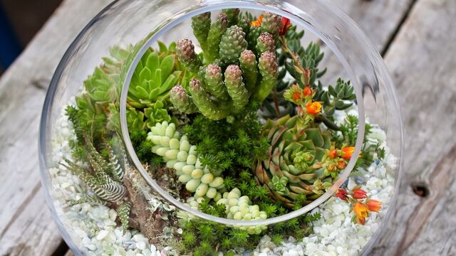 Sukulentin bakımı nasıl yapılır?