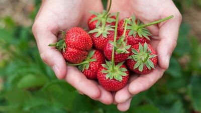 Bunları bilseydiniz hala çilek yer miydiniz?