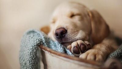 Rüyalarınızı es geçmeyin!