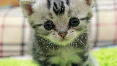 İnternetin üzgün kedileri