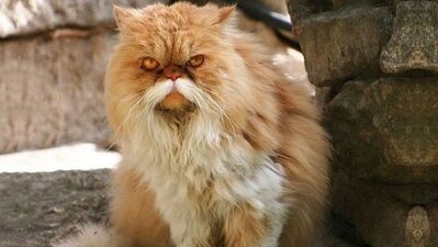 Yüzdeki tüylenmeye doğal çözümler...