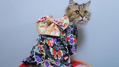 Kediler de kimono modasına uyarsa...