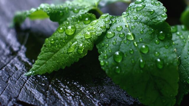 Ağız kokusu neyin habercisi?