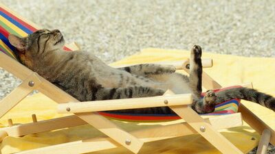 Güneşlenen kediler