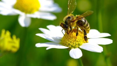 Arılar neden ölür?