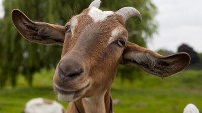 Kurban Bayramı ne zaman?