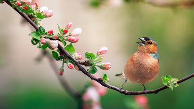 O zaman şarkı söylemek lazım!