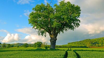 Bu ağaçlar aşka gelmiş!