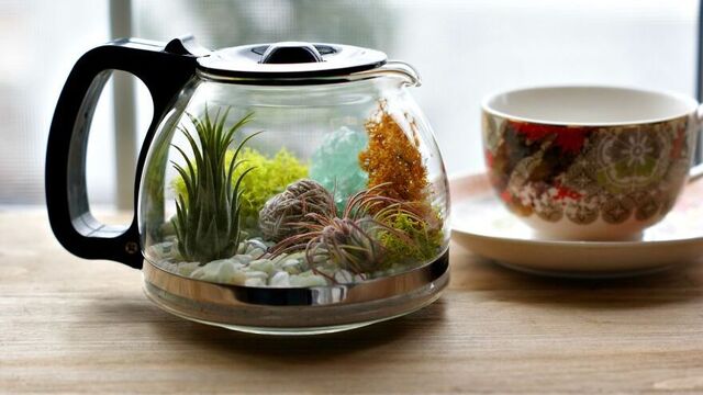 Çaydanlıktan terrarium yapımı