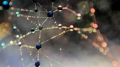 Doğayı mercek altına alıyoruz