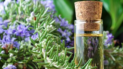 Sivrisinekler için lavanta ve biberiye