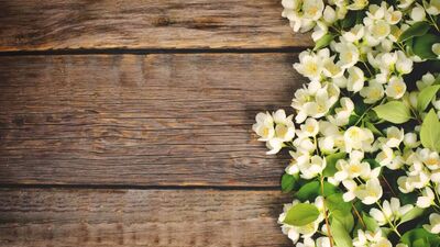 Kuruyan cildinize yasemin yağıyla bakım uygulayın