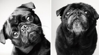 Köpekler nasıl yaşlanır?