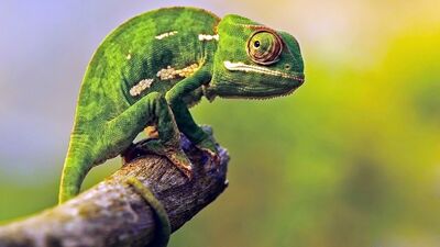 Bukalemunlar inanılmaz yaratıklar