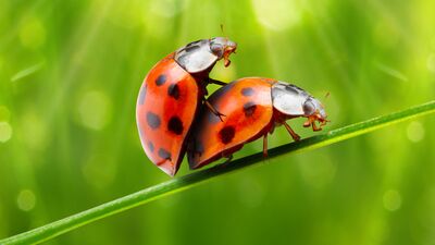 En tehlikeli cinsel pozisyon