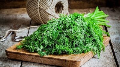 Uçuğun ilacı dereotu