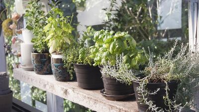 Evde bitki yetiştirme rehberi