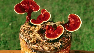 Bu bitkilere dikkat!