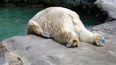 Akşamdan kalanlara armut