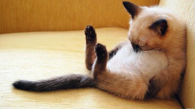 Oturmak, sigara içmek kadar zararlı