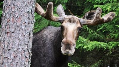 Tuhaf bağımlılıklar