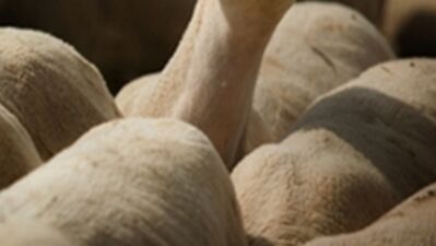 En komik bayram Caps'leri