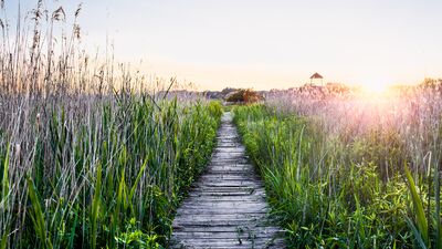 Doğada yürümek ruh sağlığınıza iyi geliyor