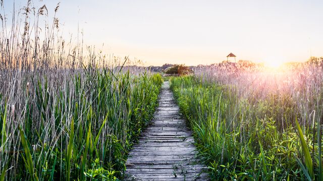 Doğada yürümek ruh sağlığınıza iyi geliyor