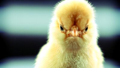 Sinir ağınıza dikkat!