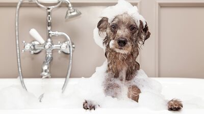 Saç kreminin hiç bilmediğiniz kullanım alanları