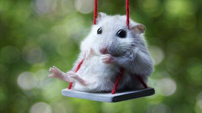 Hamsterların dünyasına hoşgeldiniz