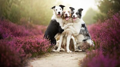 Sen gülersen herkes güler