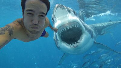 Köpek balığı saldırısı mı, selfie çekmek mi?